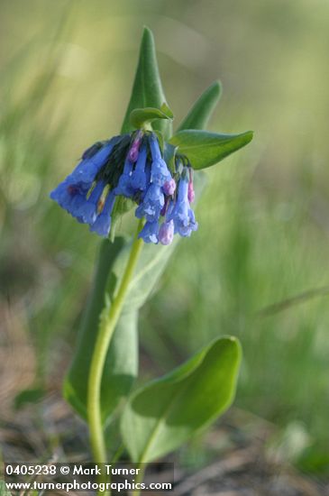 Mertensia longiflora