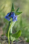 Small Bluebells