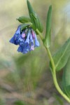 Small Bluebells