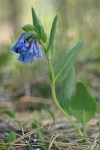 Small Bluebells
