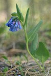 Small Bluebells