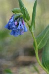 Small Bluebells