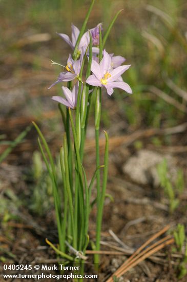 Olsynium douglasii var. inflatum