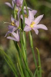 Grass Widows blossoms