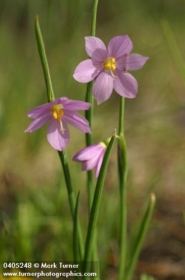 Olsynium douglasii var. inflatum