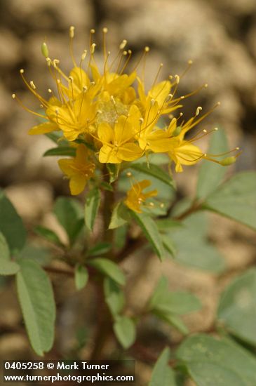 Cleome platycarpa