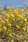 Golden Bee Plant