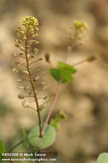 Lepidium perfoliatum