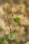 Clasping Pepperweed blossoms & foliage