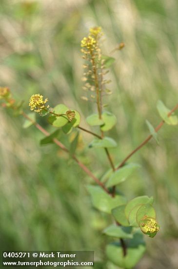 Lepidium perfoliatum