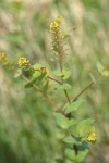 Clasping Pepperweed