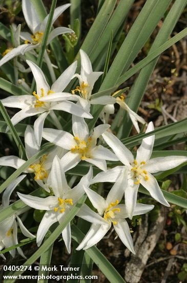 Leucocrinum montanum