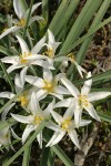 Sand Lilies
