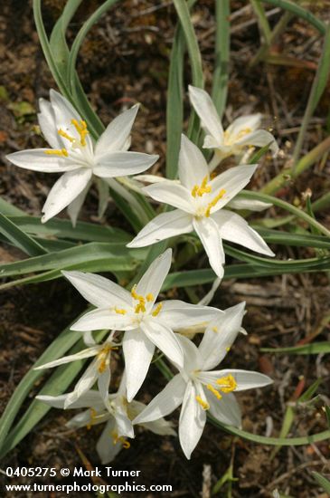 Leucocrinum montanum