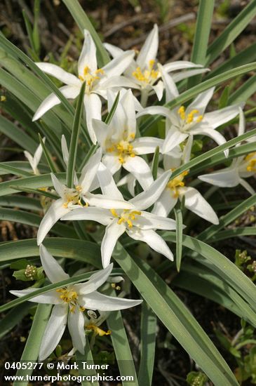 Leucocrinum montanum