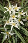 Sand Lilies