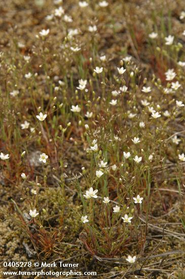 Minuartia tenella