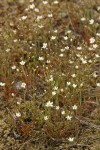 Slender Stitchwort