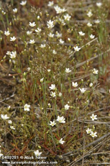 Minuartia tenella