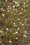 Slender Stitchwort