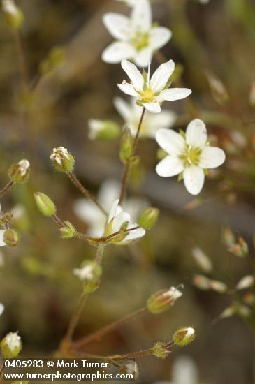 Minuartia tenella