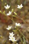 Slender Stitchwort blossoms