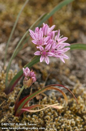 Allium crenulatum