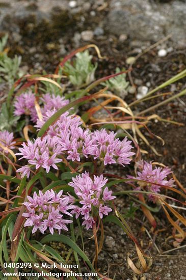 Allium crenulatum