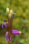 Henderson's Shooting Star blossom & immature fruit detail