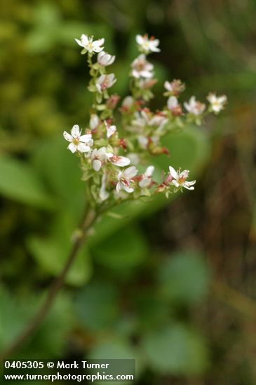 Saxifraga rufidula