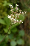 Rusty-haired Saxifrage blossoms