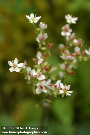 Saxifraga rufidula