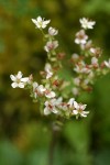 Rusty-haired Saxifrage blossoms