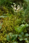 Rusty-haired Saxifrage