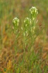 Narrow-leaved Owl Clover