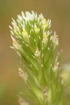 Narrow-leaved Owl Clover bracts & blossoms detail