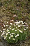 Cut-leaved Daisies w/ Olympic Onions