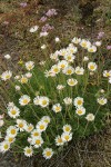 Cut-leaved Daisies w/ Olympic Onions