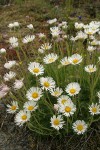 Cut-leaved Daisies