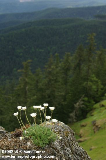 Erigeron compositus