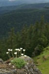Cut-leaved Daisies on rock point overlooking forested valley
