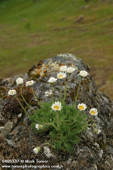 Erigeron compositus