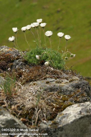 Erigeron compositus