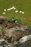 Cut-leaved Daisies on rock point