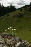 Cut-leaved Daisies on rock point overlooking Horse Rock Ridge