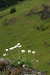Cut-leaved Daisies on rock point overlooking Horse Rock Ridge