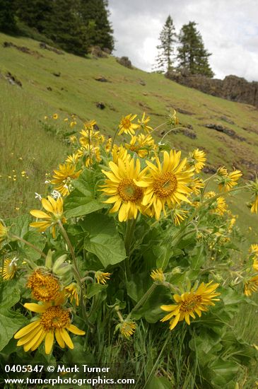 Balsamorhiza deltoidea