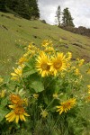 Deltoid Balsamroot