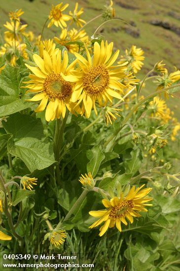 Balsamorhiza deltoidea