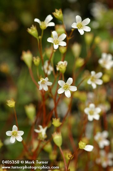 Saxifraga nuttallii